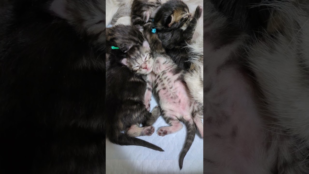 夢の中にいるシルバーのメインクーン子猫2時君zzz＃メインクーン＃オノクーン#ブリーダー ＃東京