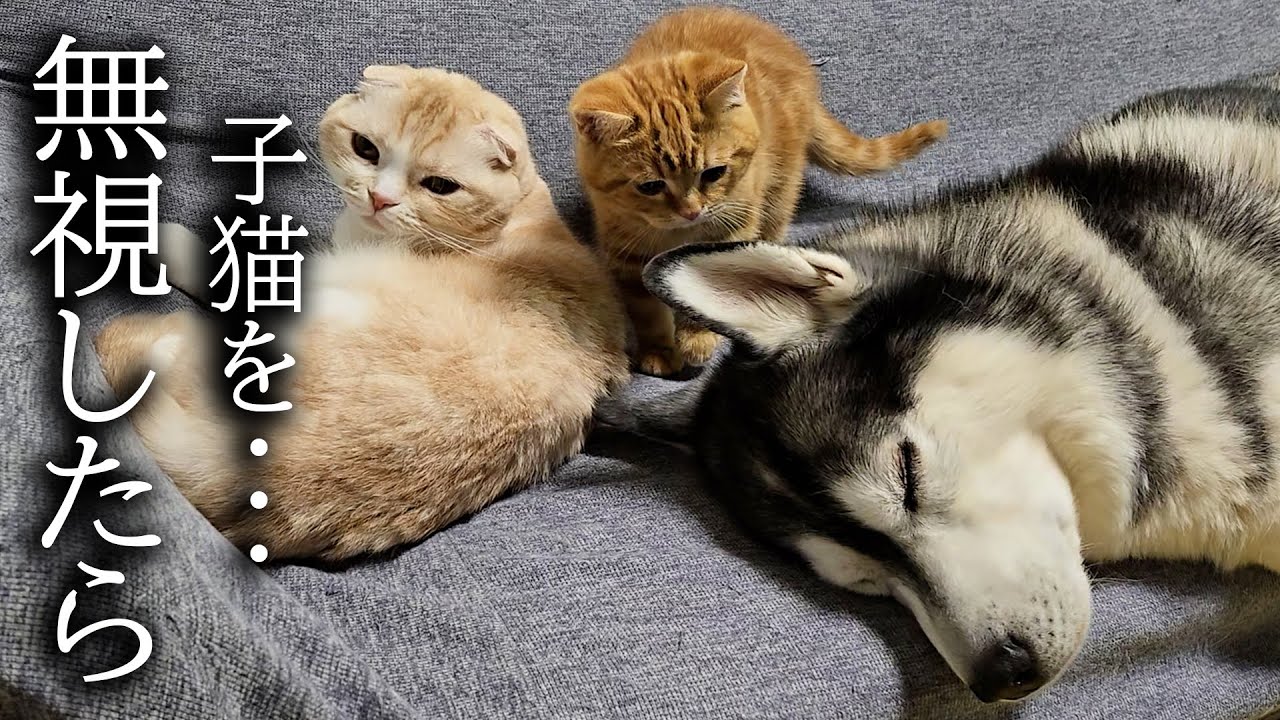 夜中にかまってほしい子猫を無視した犬達はこうなります...