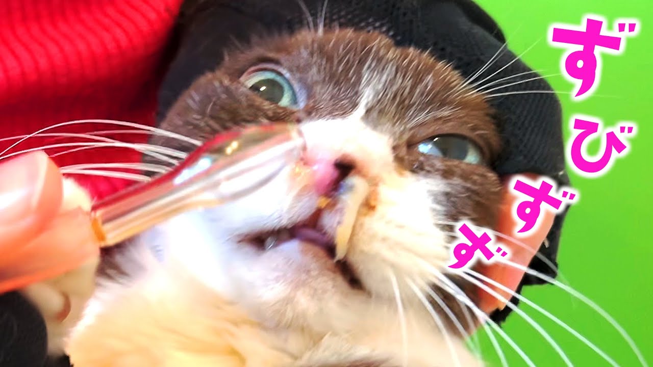 これが鼻炎猫の日常！　鼻水吸引中にまさかの事態　もう限界…意識が遠のく!?