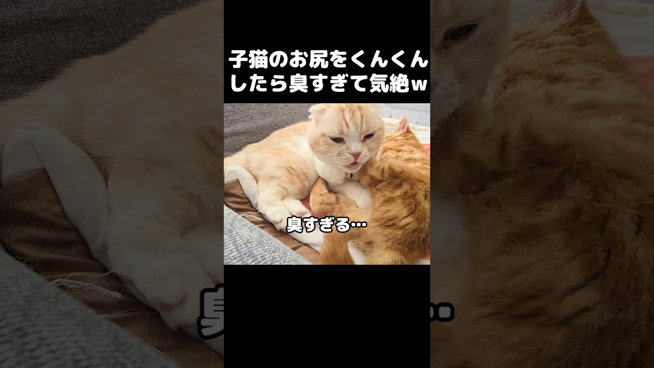 子猫のお尻をくんくんしたら臭すぎて気絶寸前の猫...笑