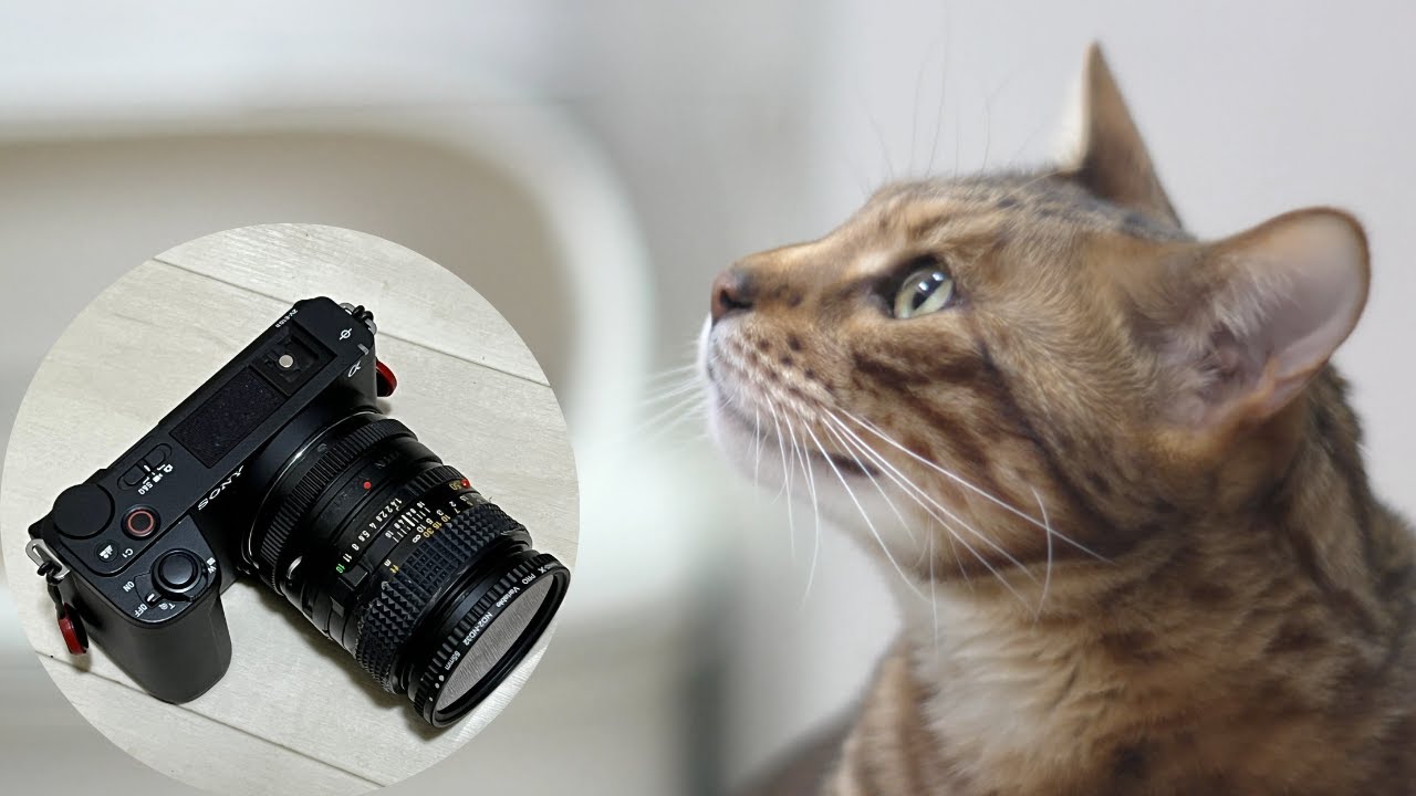 今日は天気悪いのでベンガル猫ハッピー君でオールドレンズを使ったテスト撮影  #sony  #zve10ii  #minolta #ベンガル猫  #ベンガル