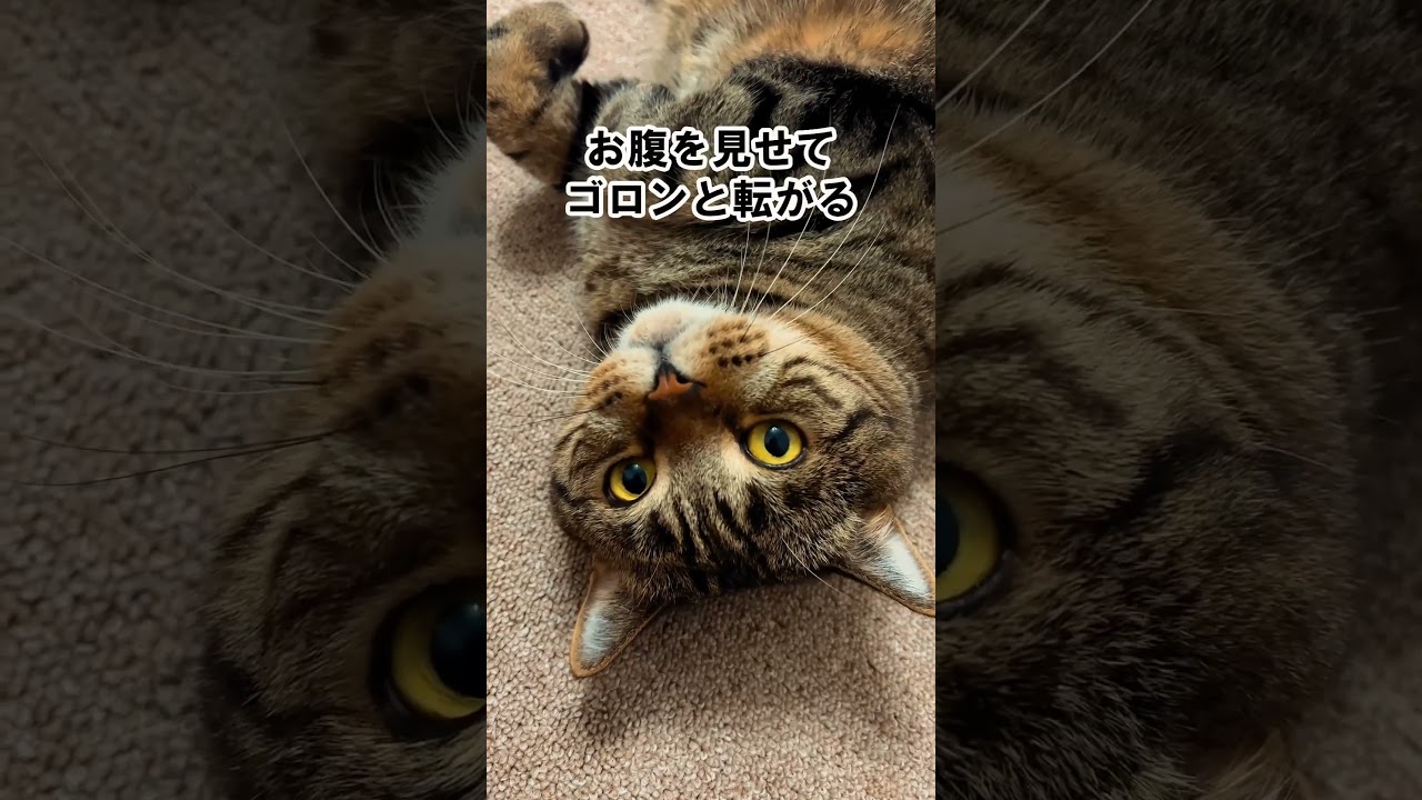 本当に愛されている猫！ #猫好き #雑学 #あるある #ねこ #ネコ #猫 #猫動画 #cat