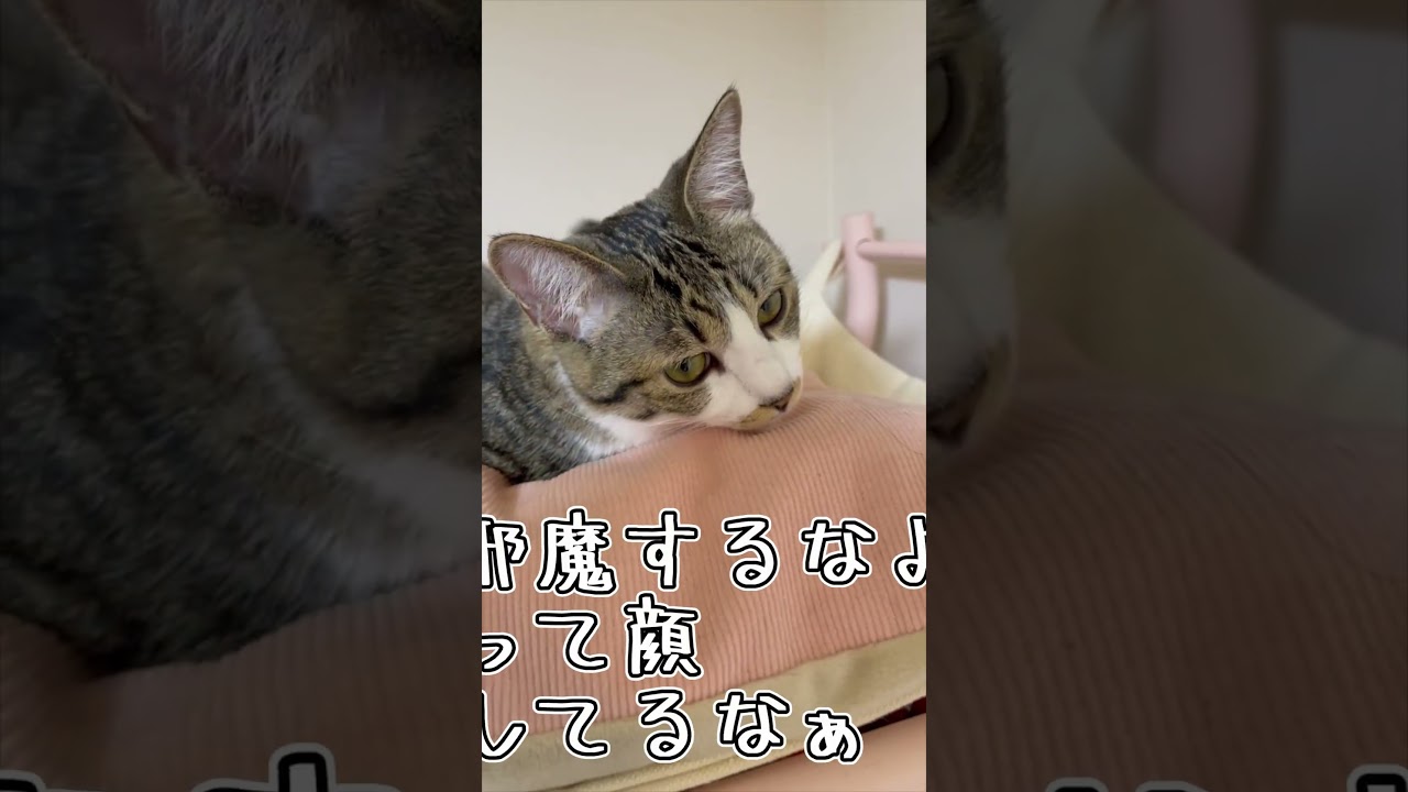 ハンモックが大好きなうちの子猫 #shorts #猫 #子猫