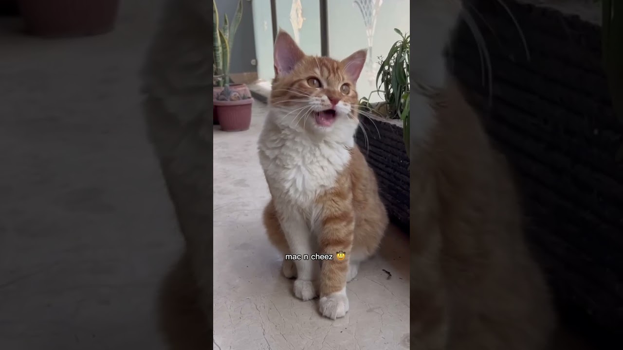 How do you say Mac and cheese