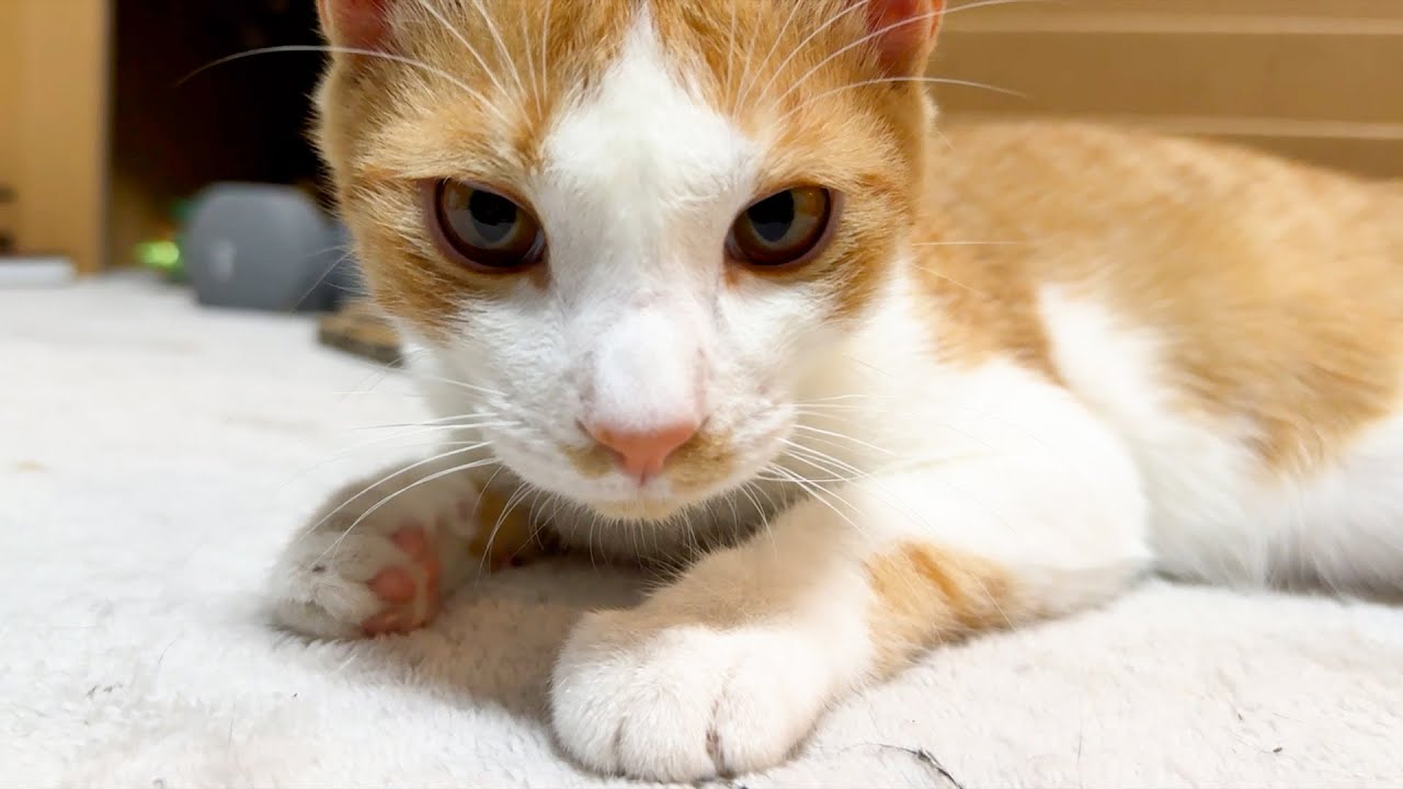 わんぱくな子猫は去勢されたらおとなしくなってしまうのか？