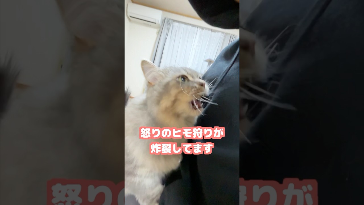 帰りが遅くなると凶暴化しちゃう猫がこちらです🙀　#猫　#ねこ　#マンチカン　#猫動画  #猫のいる暮らし  #猫好きさんと繋がりたい  #ねこのいる生活  #shorts   #cat
