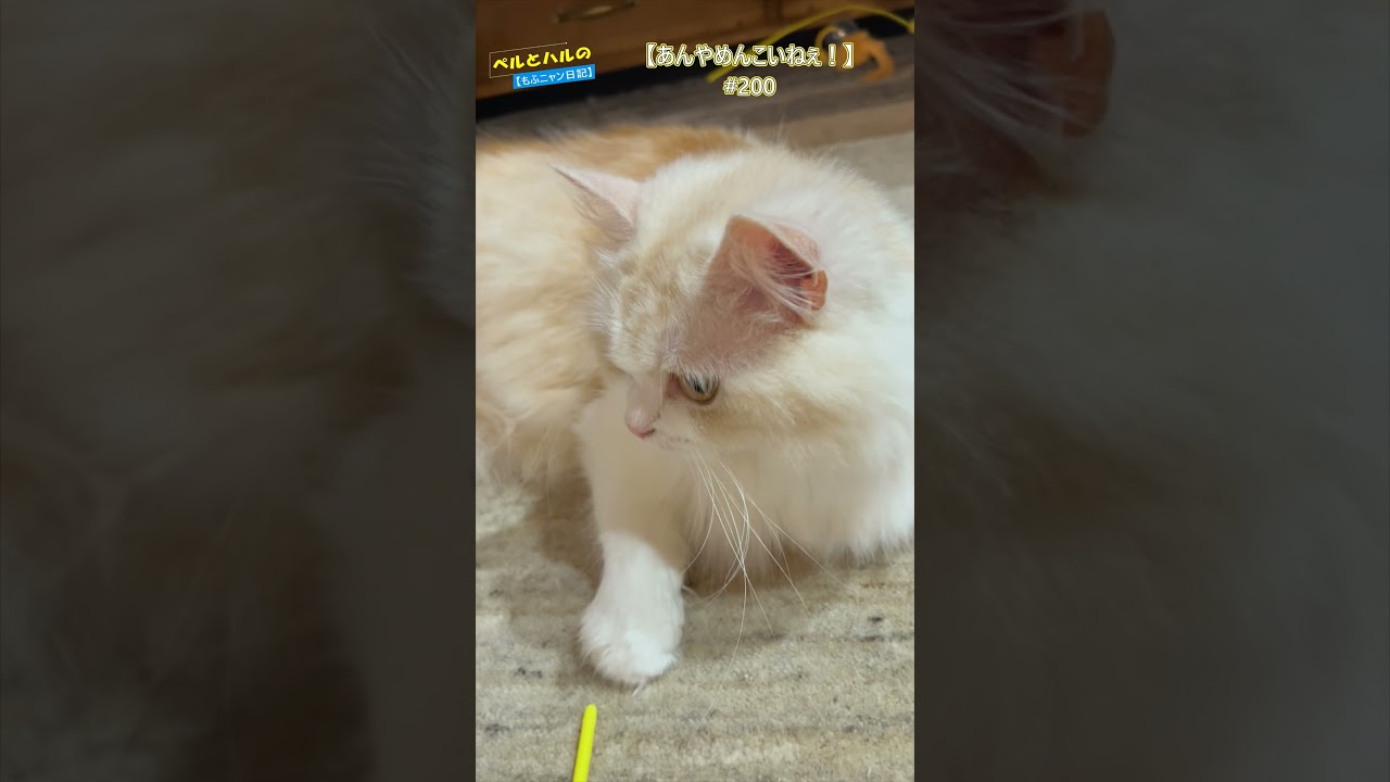 【あんやかわいいねぇｗ】＃200＃ネコ＃セルカークレックス＃長毛猫＃白＃ニャンコ