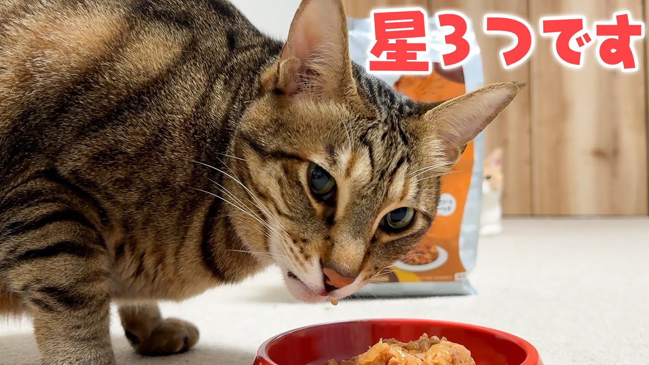 猫たちの新しい主食になりえるご飯が決まりました…！！！！