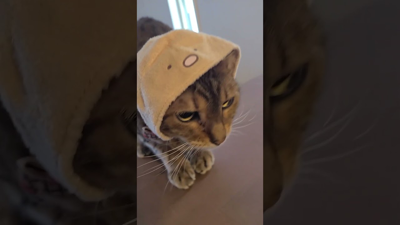 蕾雅とんかつくんになる！？#shorts #ベンガル #猫