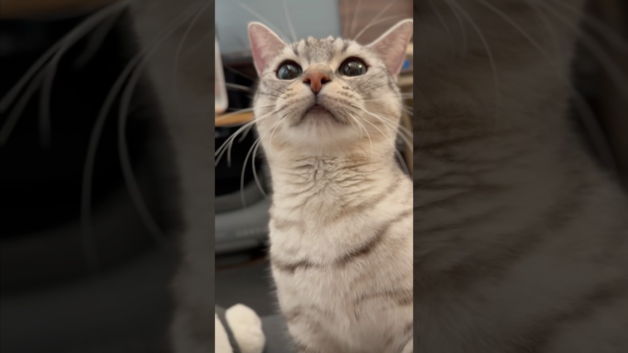 おやつが欲しい猫と楽しそうなママwww #shorts #猫 #cat