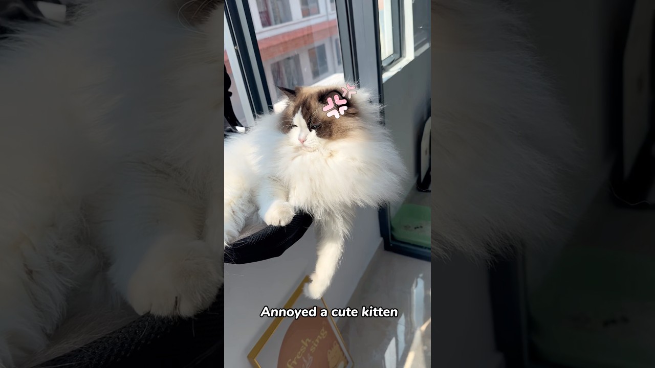 When you annoyed a cute cat…  #cat #cutecat #catlover #meow #petlover #pet #kitten #cathammock
