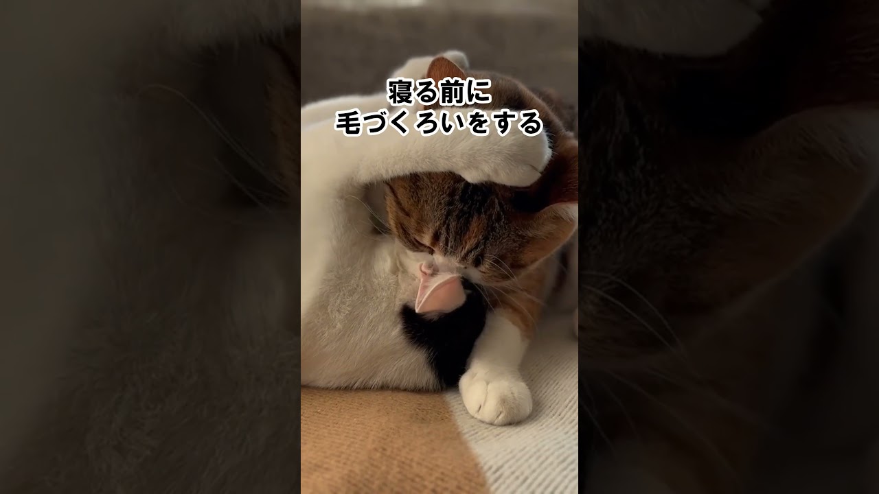 本当に満足している猫！ #猫好き #雑学 #あるある #ねこ #ネコ #猫 #猫動画 #cat