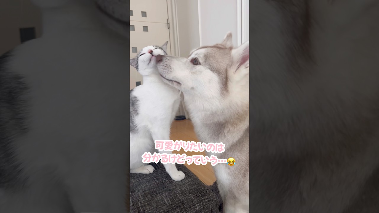 何度も子猫を可愛がりに来るハスキー #シベリアンハスキー #ハスキー #子猫