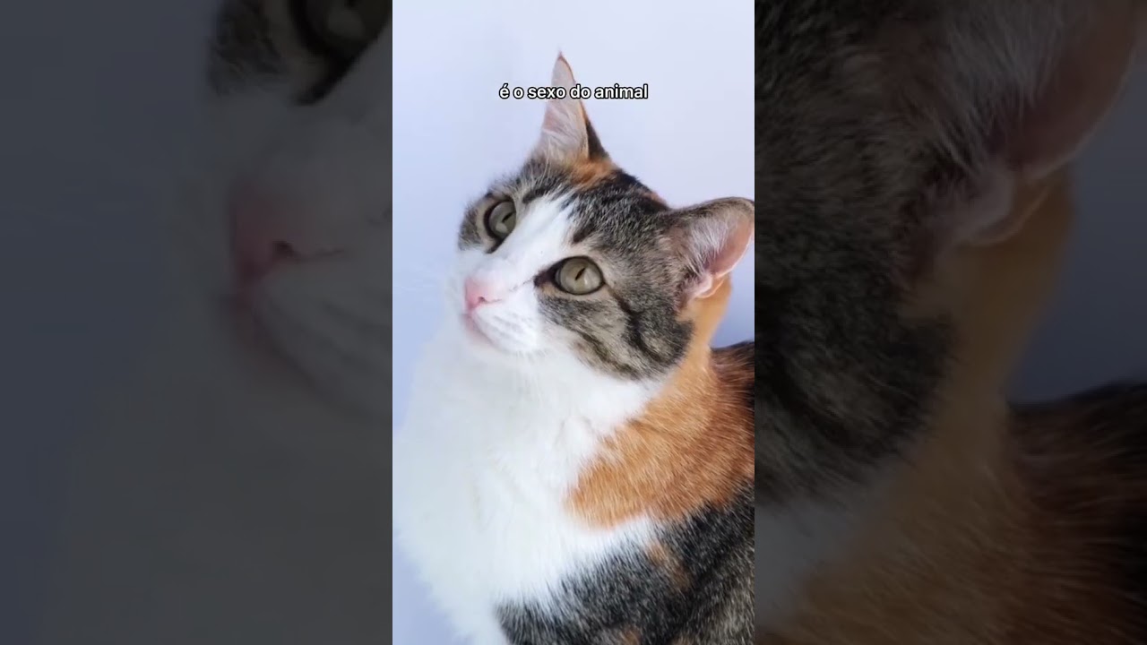 PELAGEM TRICOLOR | CURIOSIDADES FELINAS INCRÍVEIS