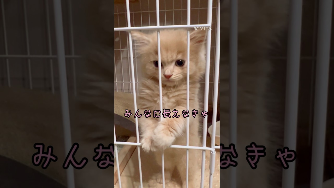 「ちゅぶあんなの」  #マンチカン # 猫動画