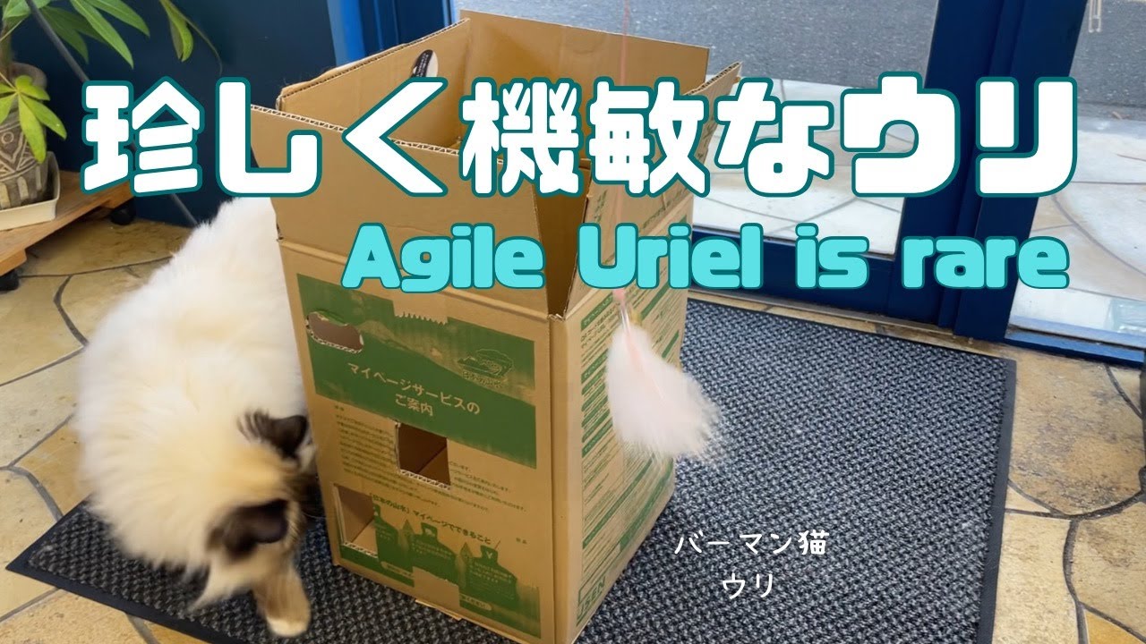 バーマン猫ウリ【珍しく機敏なウリ】Agile Uriel is rare（バーマン猫）Birman/Cat