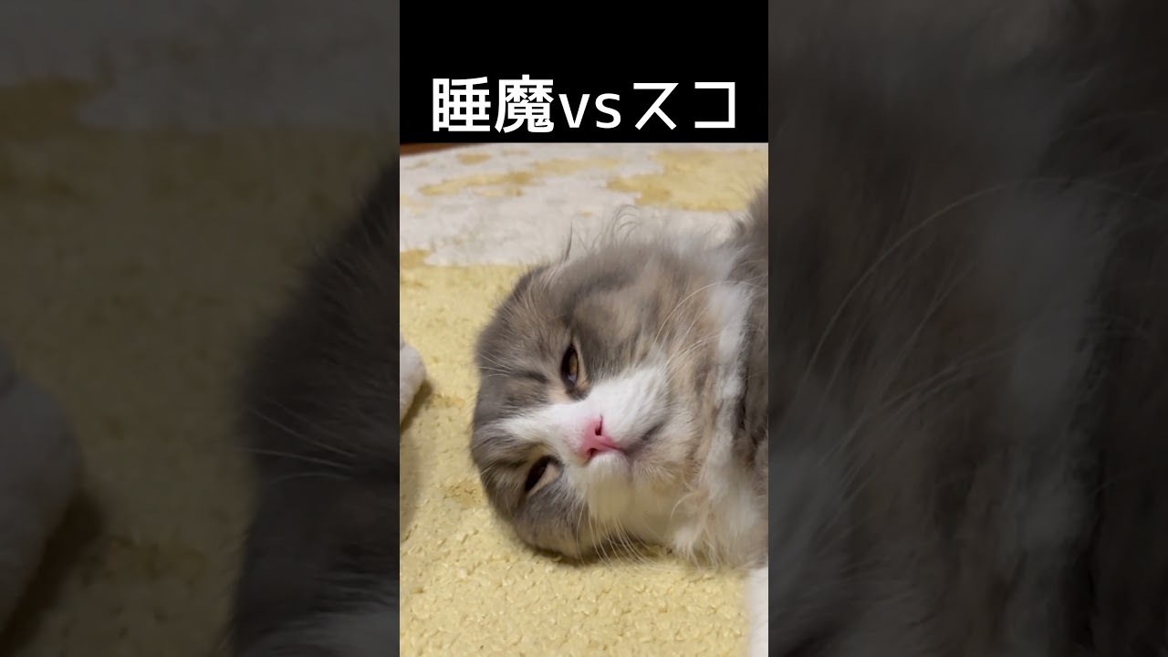 睡魔には敵わんニャ#shorts #スコティッシュフォールド #猫のいる暮らし #猫好きさんと繋がりたい #もふもふ部