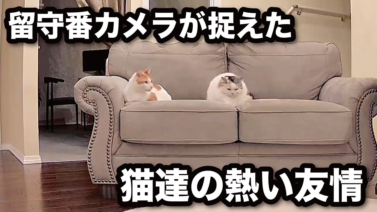 【甘えんぼ猫】猫に留守番を頼んだら思いがけない映像に涙…