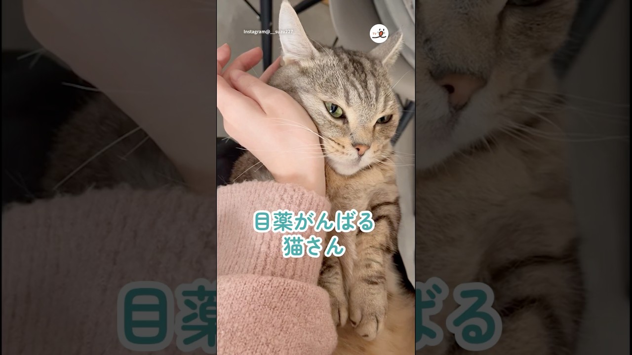目薬頑張る猫さんが愛おしい｜PECO