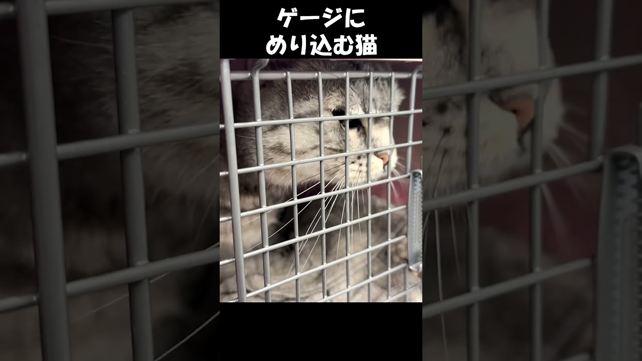 ゲージにめり込む猫　#猫 #ねこ #マンチカン #短足マンチカン#ねこのいる生活  #cat #munchkin