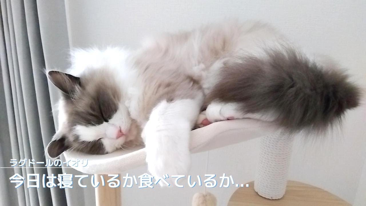 【ラグドール】今日は寝ているか食べているか...