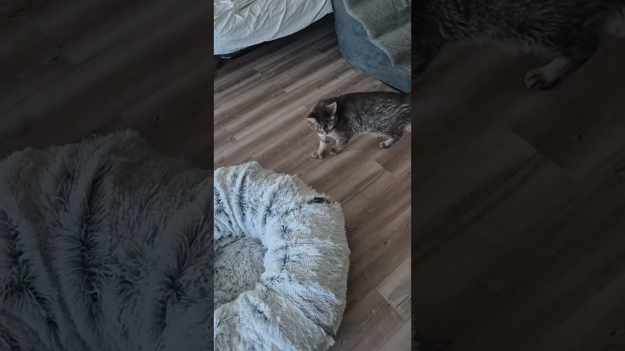 #catshorts #cat #prettycat #catlife #catvideos #cute #manx #polydactylcat #pets #fyp #ladygaga