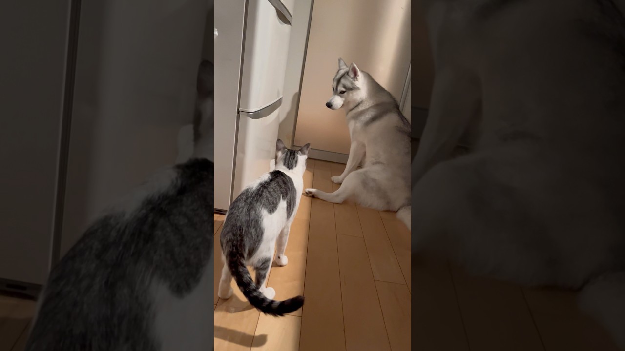 子猫のご飯を狙うハスキー #シベリアンハスキー #ハスキー #子猫