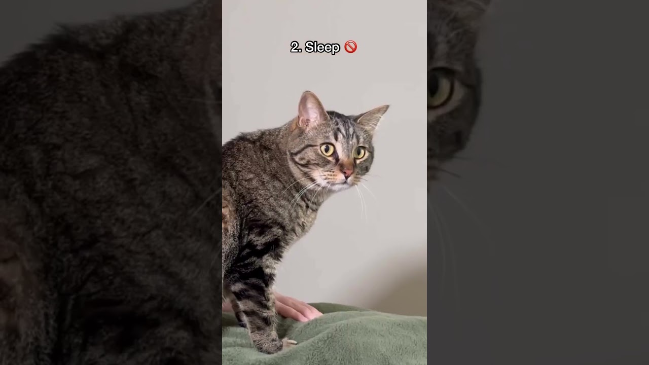 Things You Give Up When Owning A Cat 🙀  #cat #mewmewmingle #catdelights #cutecat  Credit: 🎥 Chip T