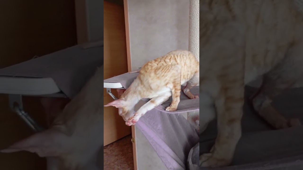 Хайдос - наш огненный и космически ласковый подросток породы корниш рекс.
