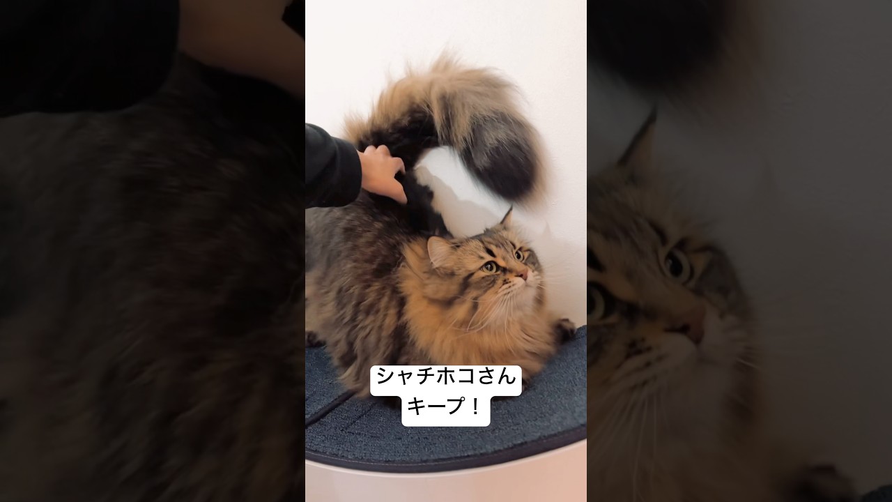 必殺シャチホコのポーズ #猫 #サイベリアン #ヤマネコ