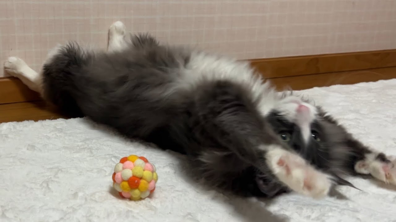 【バンザイ🙌🏻】楽しくなりすぎておかしくなっちゃったもふ猫たちwwwノルウェージャンフォレストキャットとターキッシュアンゴラ