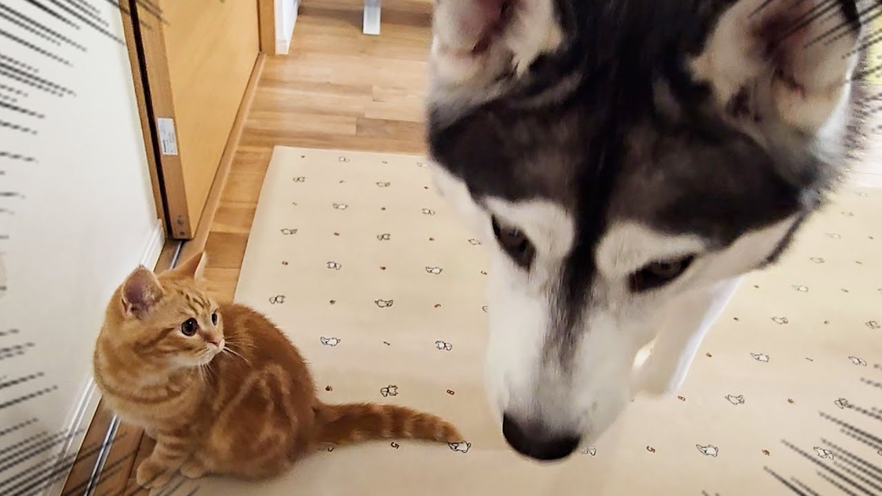 子猫を厳しく叱ったら犬を連れて仕返しにきた...