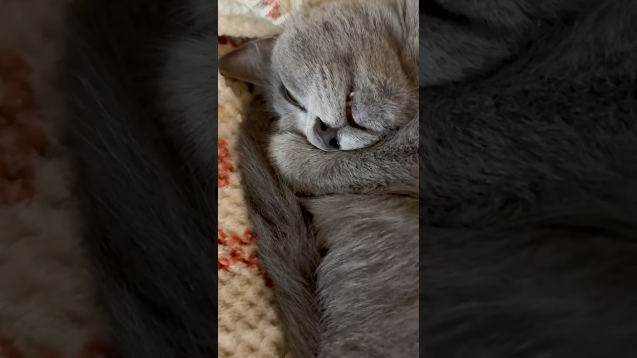 【猫ロシアンブルー】そらちゃんのスーパー熟睡モードの表情❤️#shorts