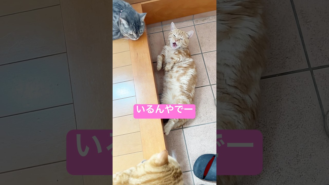 だから玄関も毎日キレイにしとかなきゃだ！ #shorts