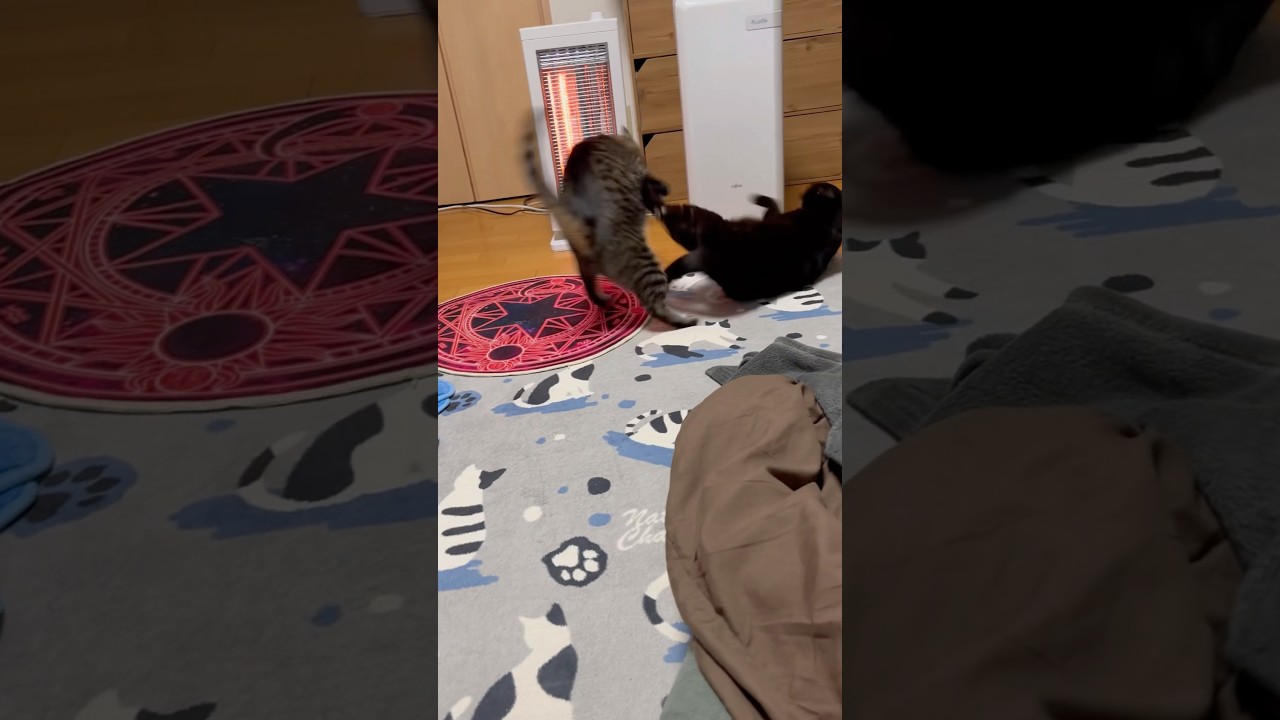 【日常】激しいニャンプロ　#shorts #猫#黒猫#ソマリ#キジトラ