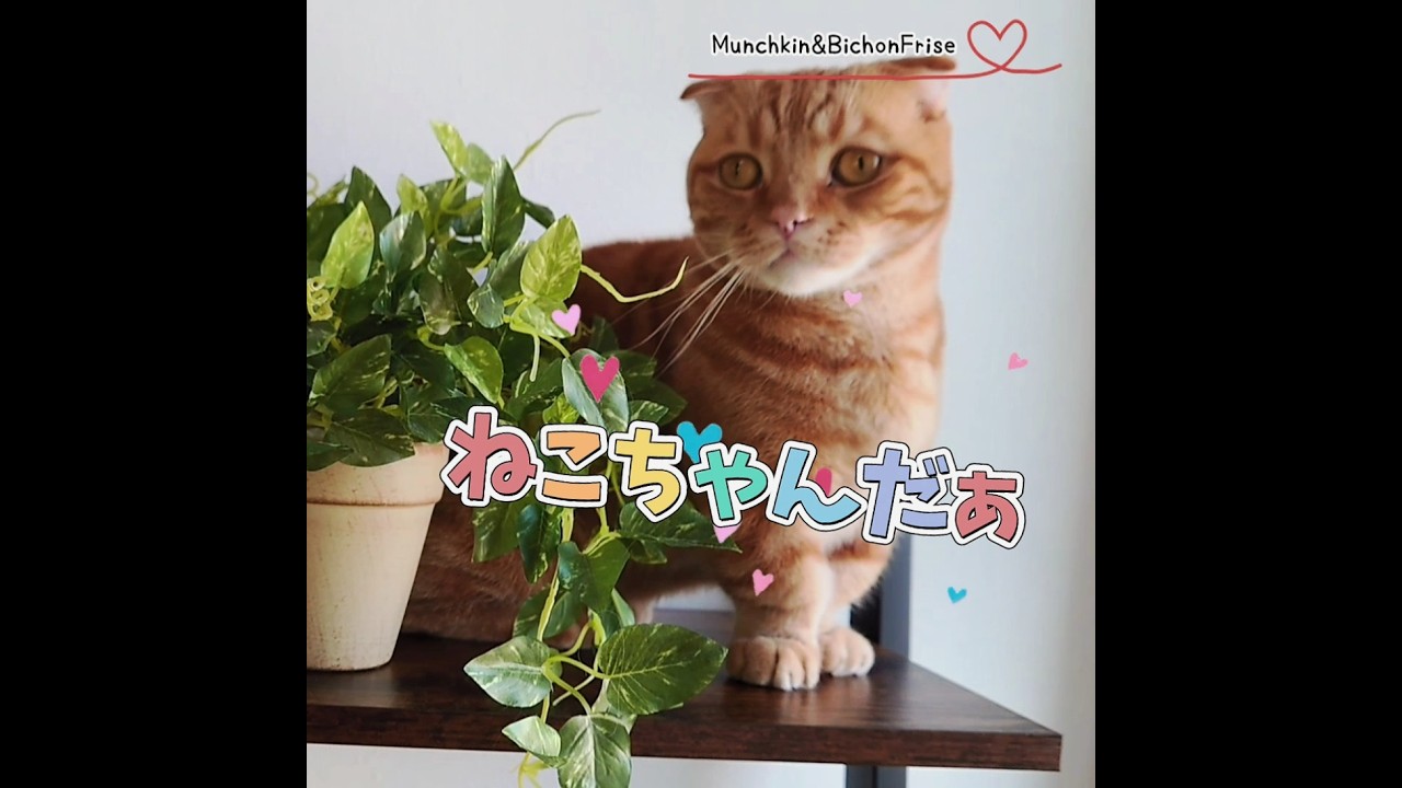 【マンチカン】これは？そうだ！ねこちゃんだぁ 【犬と猫、両方飼ってると毎日かわいい♥】