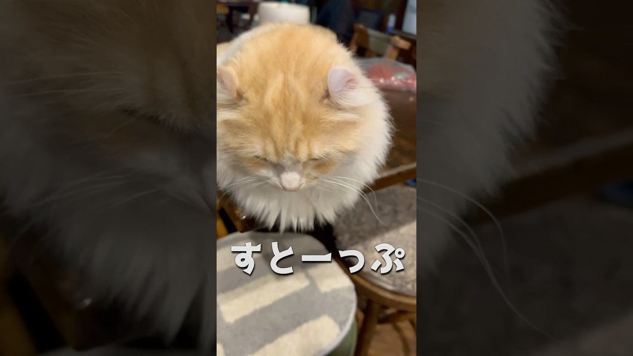 上から撮れば…NG集 #猫 #キンカロー #マンチカン  #短足部 #cat