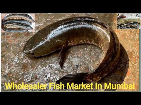 Wholesaler Fish Market In Mumbai | Fish Market Latest Video | Mumbai Ka Fish Market