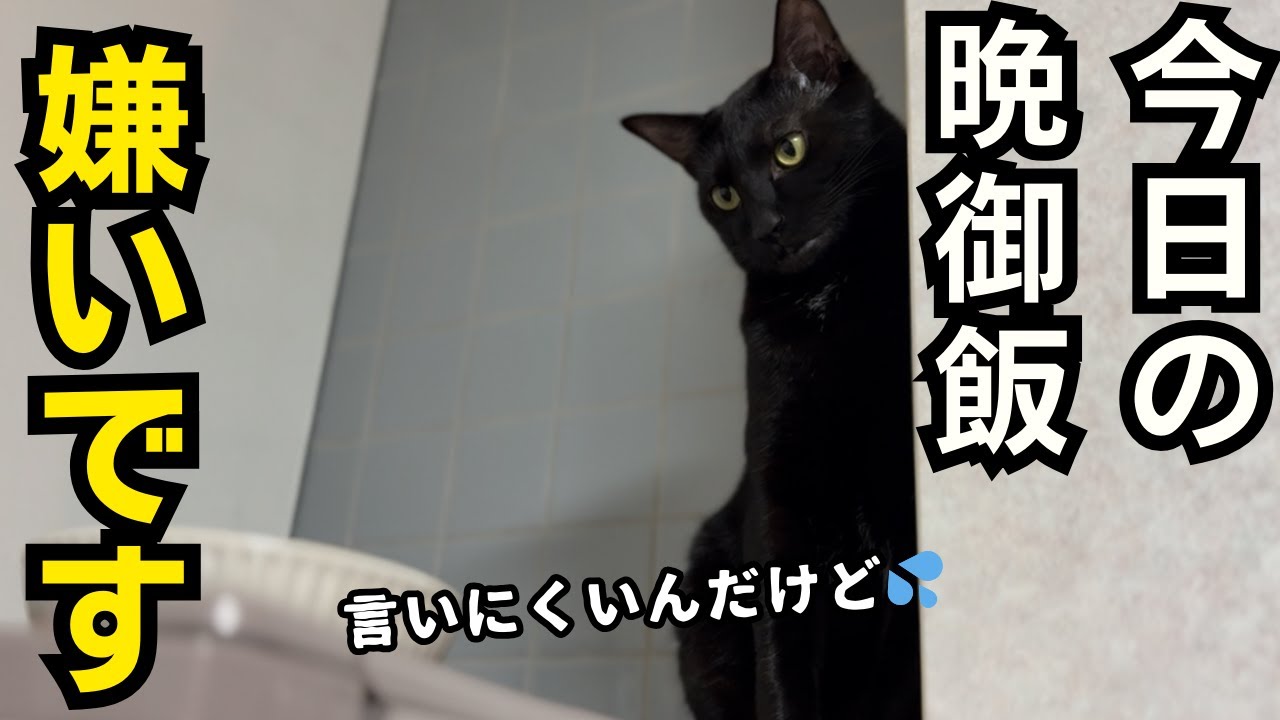 甘えながら遠慮しがちに「このご飯は好きじゃない」と不満を伝える黒猫💓猫たちのお食事