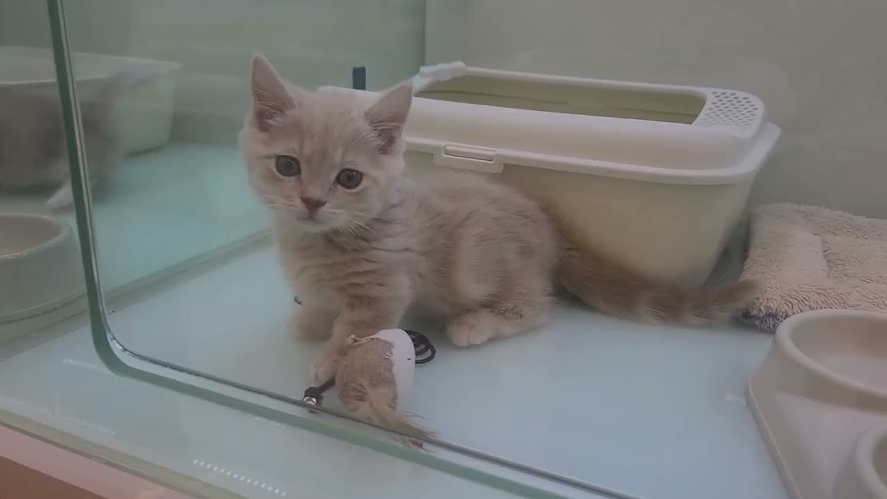 Creamy Munchkin Meow