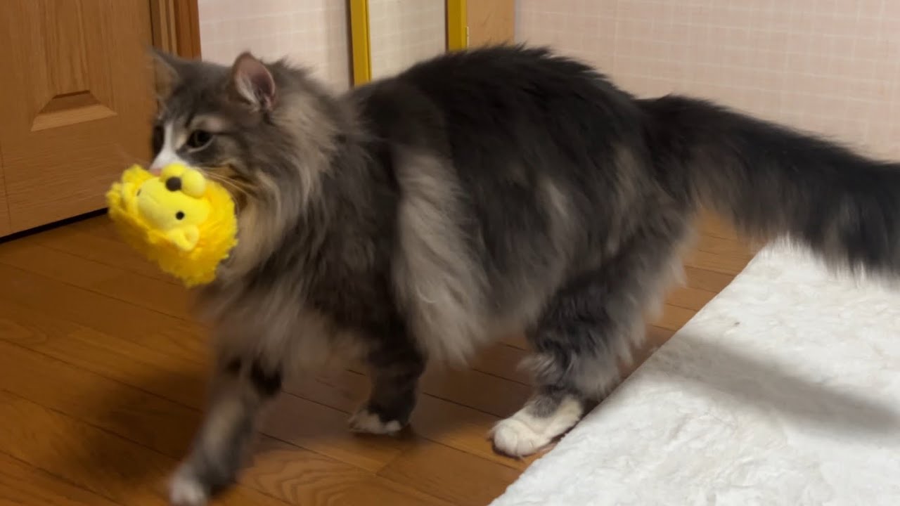 【元気‼︎】ばあばは帰っちゃったけど、もらったおもちゃでずっと遊ぶもふ猫たちwwwノルウェージャンフォレストキャットとターキッシュアンゴラ