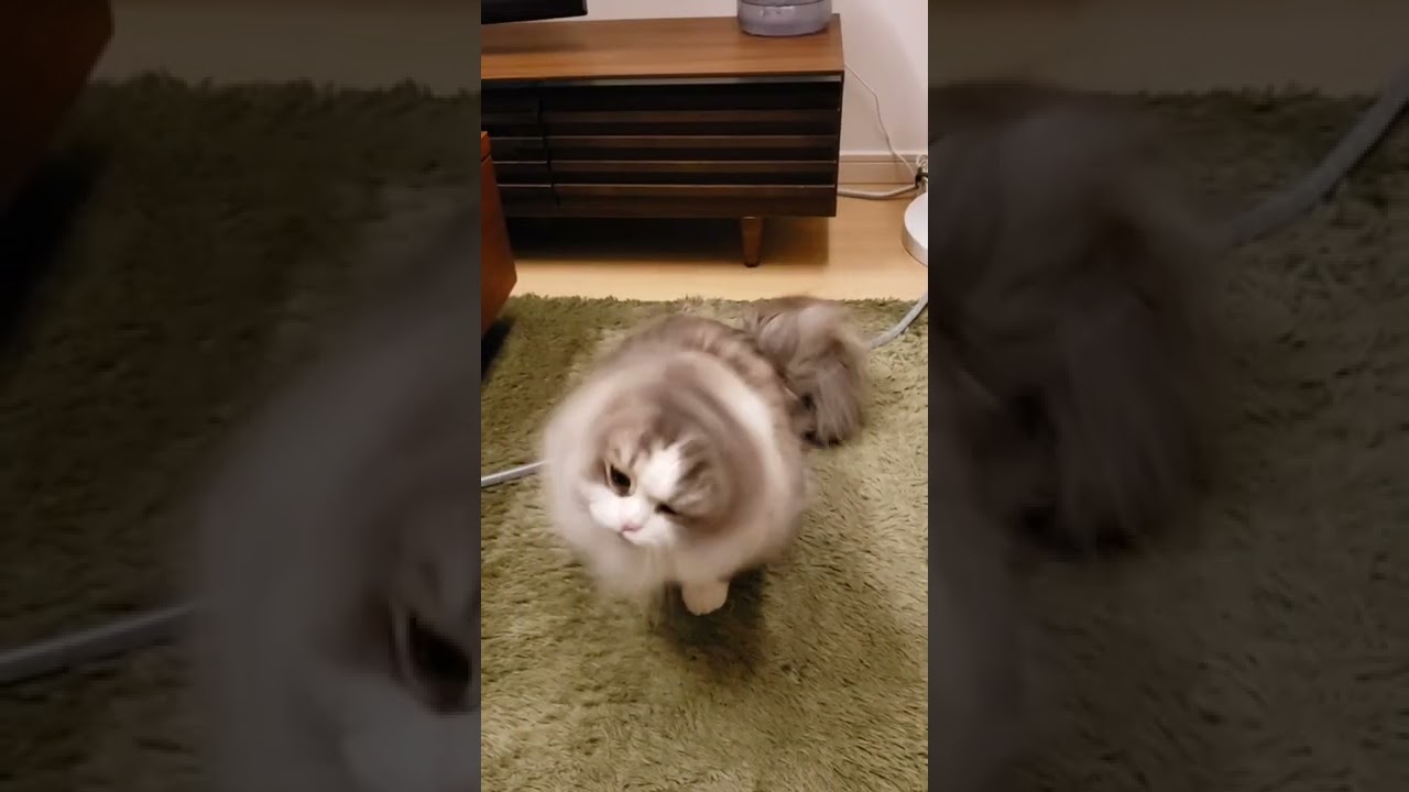 高速で頭をふるふるする毛玉猫😼【もふもふマンチカン】#shorts #猫 #マンチカン #cat