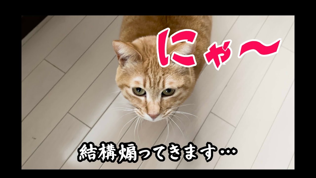 【猫の鳴き声】シャルトリューVS茶トラ　1日に鳴く回数の多い猫はどっち？