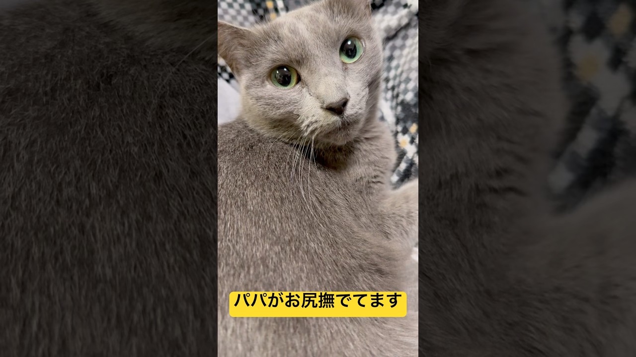 【猫ロシアンブルー】変態パパ シリーズ〜お尻を触られる そらちゃんの気持ち編〜#shorts