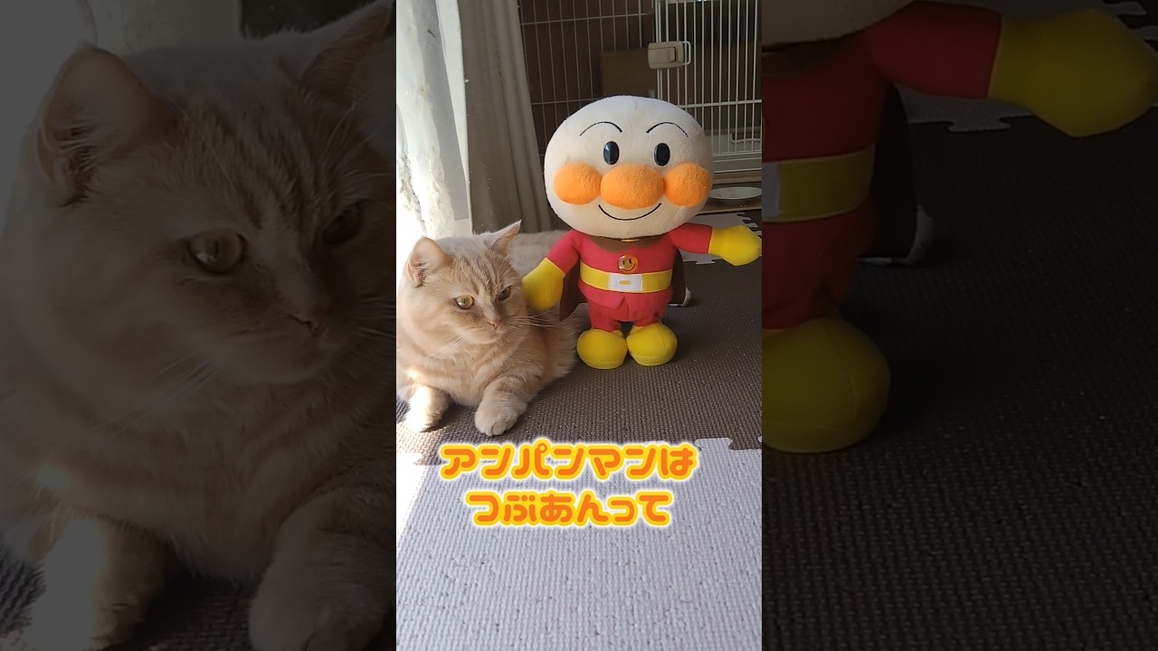 【エッホエッホのマンチカン】 #shorts #猫 #ねこ #cat