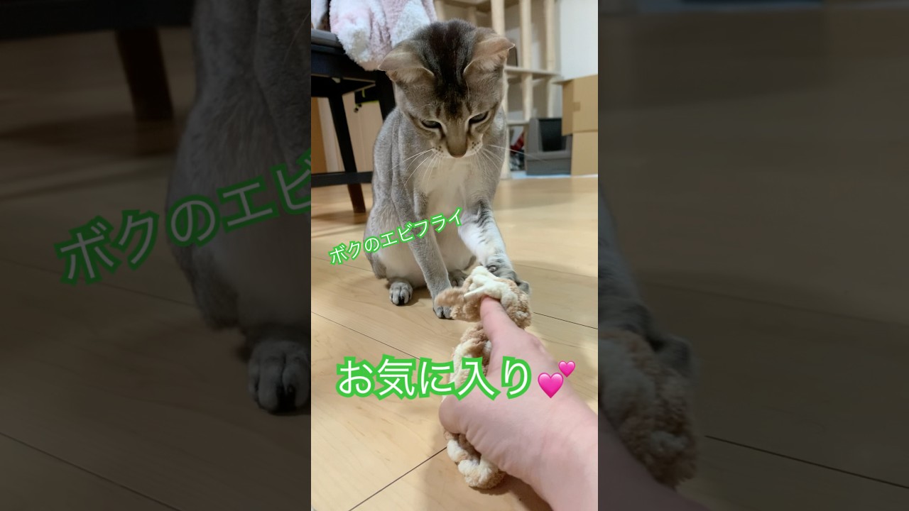 ボクのエビフライ　#シンガプーラ #猫のいるくらし