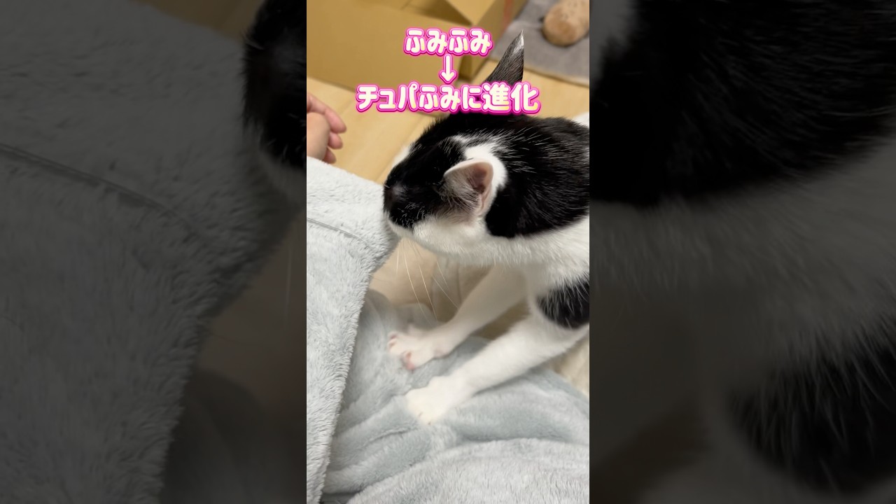 進化するまろ美さんのふみふみがかわいすぎる件♪ #short #cat #保護猫 #ハチワレ #猫のいる暮らし #猫動画 #catvideos