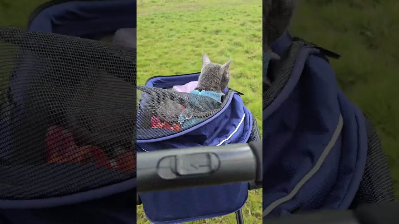 Cats deserve to make memories too #shorts  #cat #adventurecat #tripout #pets