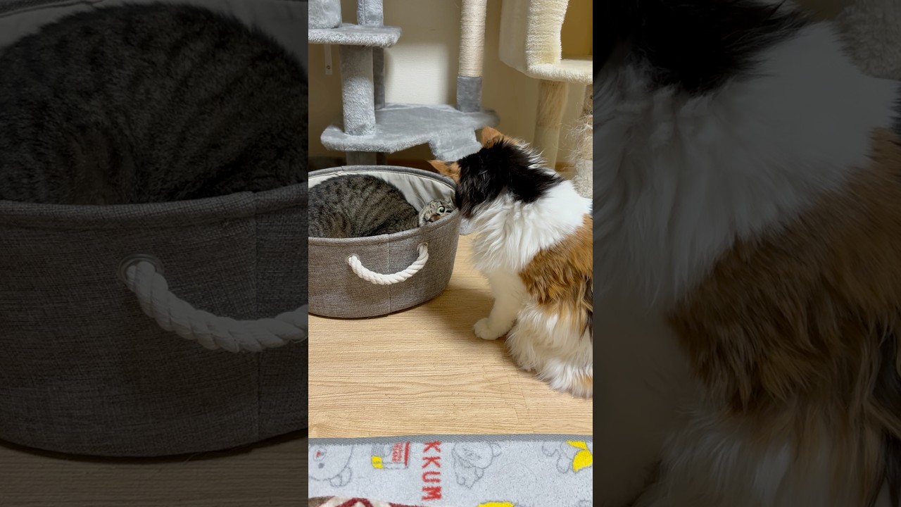 遊ぶかどうするか？悩み中のパンク #cat #メインクーン #きじとら猫