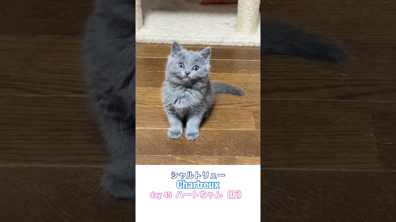 #shorts 【シャルトリュー女の子】45日目  #シャルトリュー #子ネコ